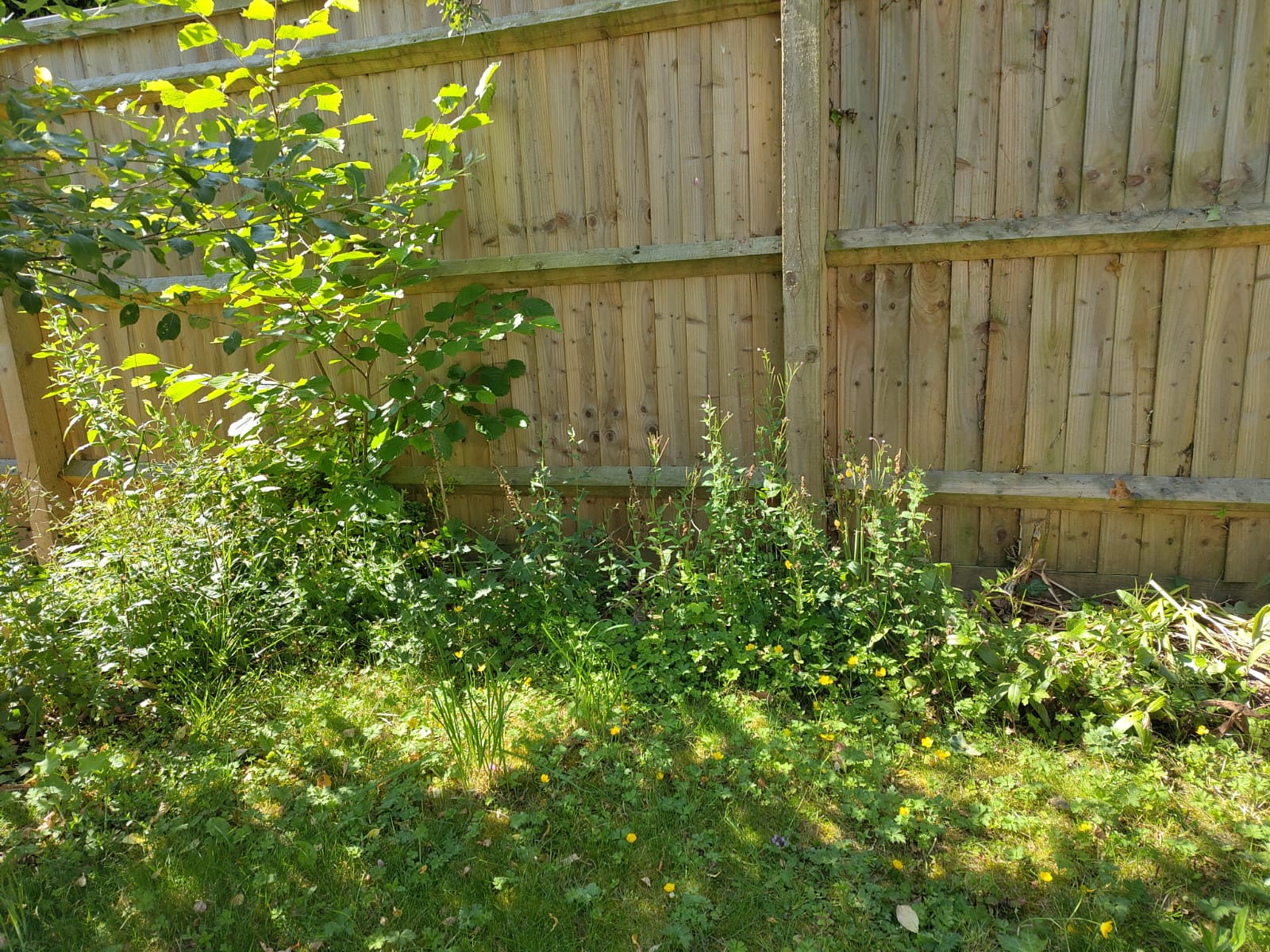 Weeding & Tidying