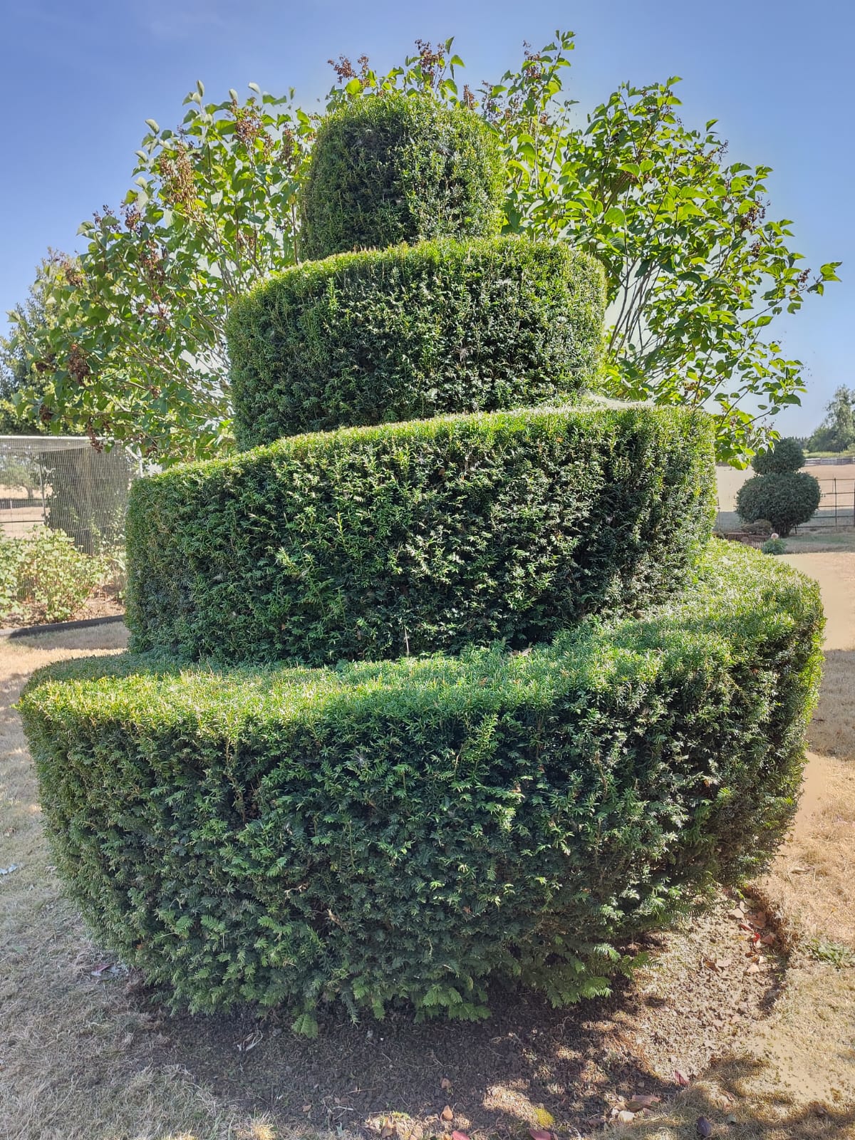 Hedge Cutting & Trimming