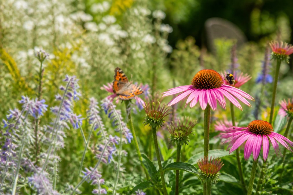 Benefits of Pollinator Friendly Gardens: 2026 Guide