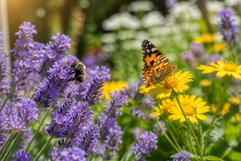 Close-up photograph of a bee and a butterfly feeding on purple lavender and yellow wildflowers in a sunny British cottage garden border