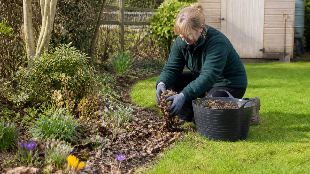 A gardener in gloves clearing dead leaves and debris from a flower bed in a British garden, with spring bulbs starting to emerge and a shed visible in the background