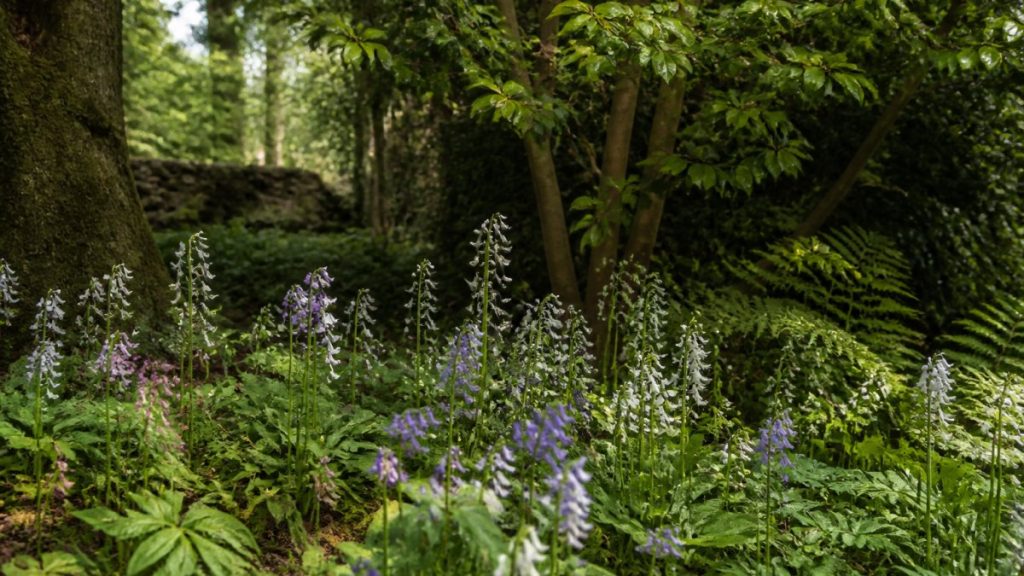 Growing Wildflowers in Shade: A Complete Guide