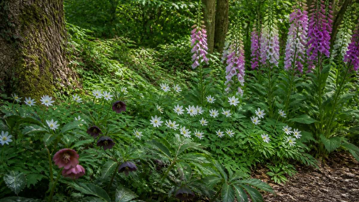 Garden border with wood anemones, foxgloves, and hellebores flowering under dappled tree shade, showing a mix of spring and winter blooms with natural woodland lighting