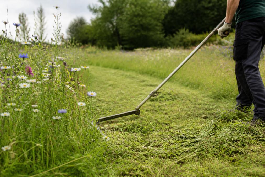 How to Maintain Tidy Wildflower Meadows: A 2026 Guide