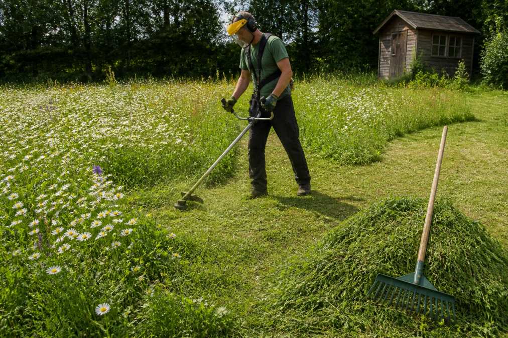 A gardener in protective gloves using a strimmer to cut a section of a wildflower meadow in a British garden, with cut grass clippings raked into a neat pile nearby and a wooden shed in the background