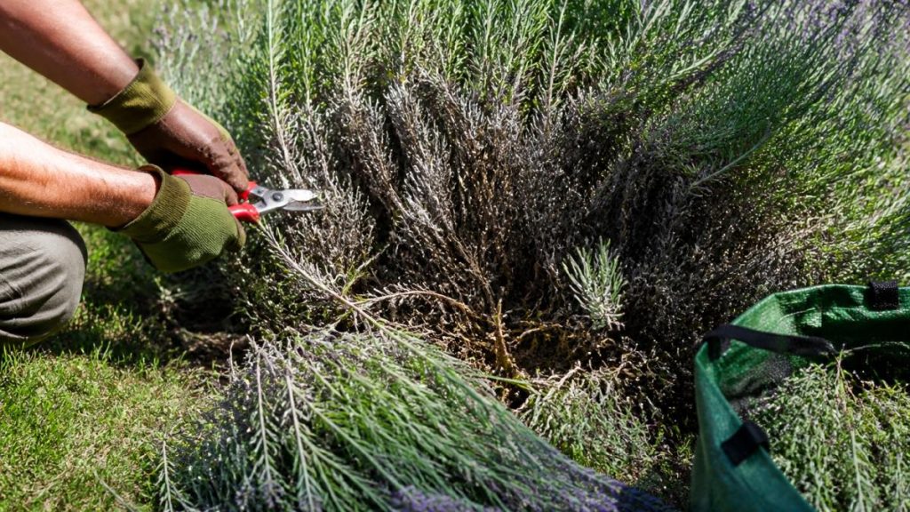 How to Prune Overgrown Lavender Bushes for Better Growth