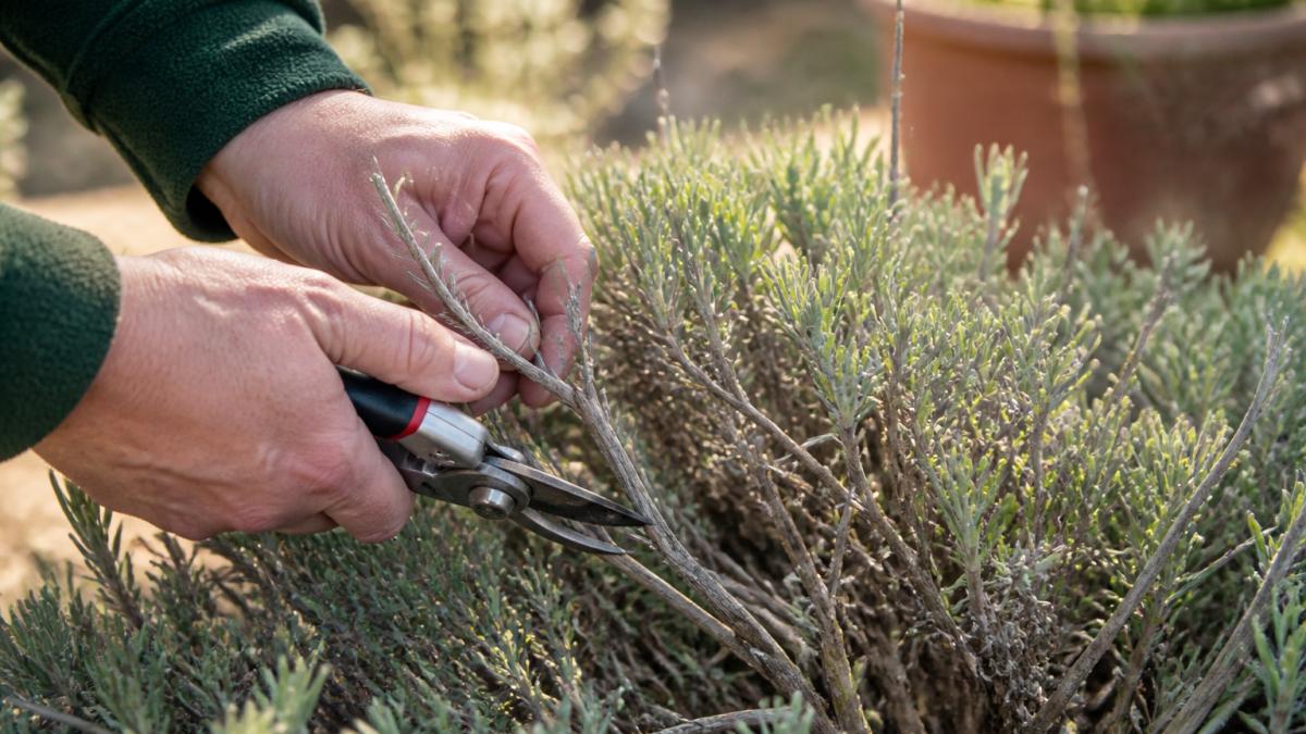 Close-up of gardener's hands using sharp secateurs to cut woody lavender stems at a 45-degree angle, with grey dead wood and green new growth clearly visible, morning sunlight on the plants