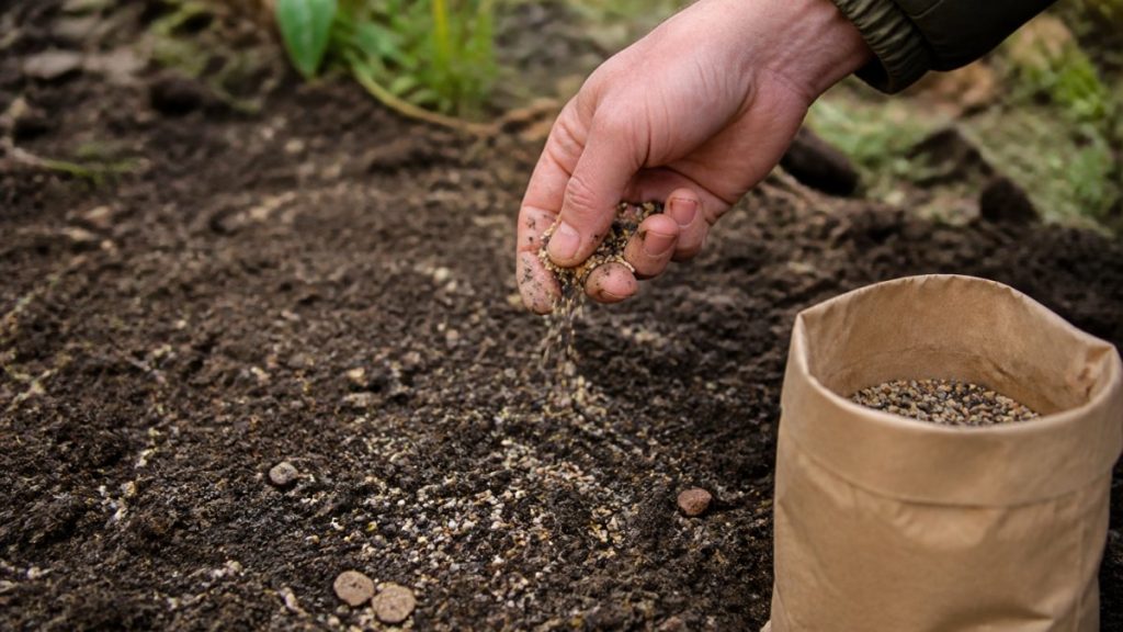 How to Sow Wildflower Seeds in Autumn: Step-by-Step