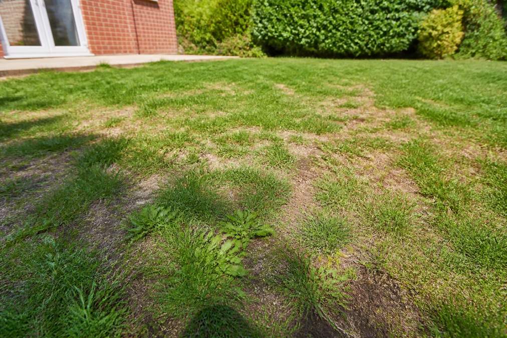 Lawn Care for Patchy Grass Oxfordshire: 2026 Guide
