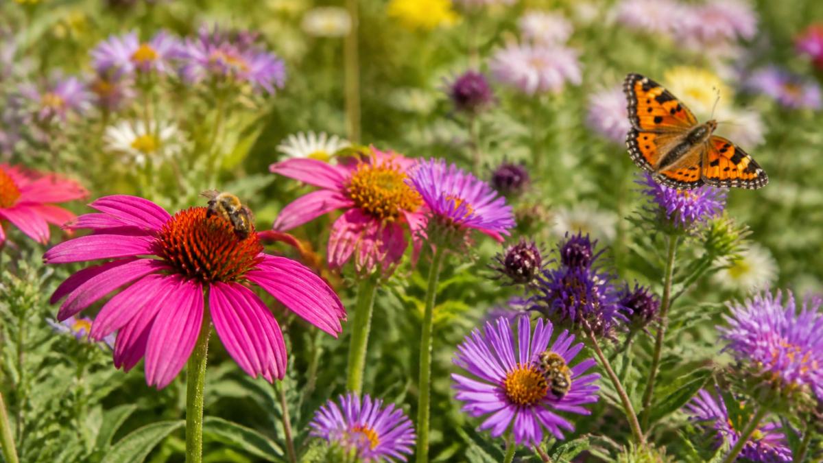 Close-up of bees and butterflies visiting vibrant wildflowers and garden blooms in a sunny garden border with morning light illuminating the flowers