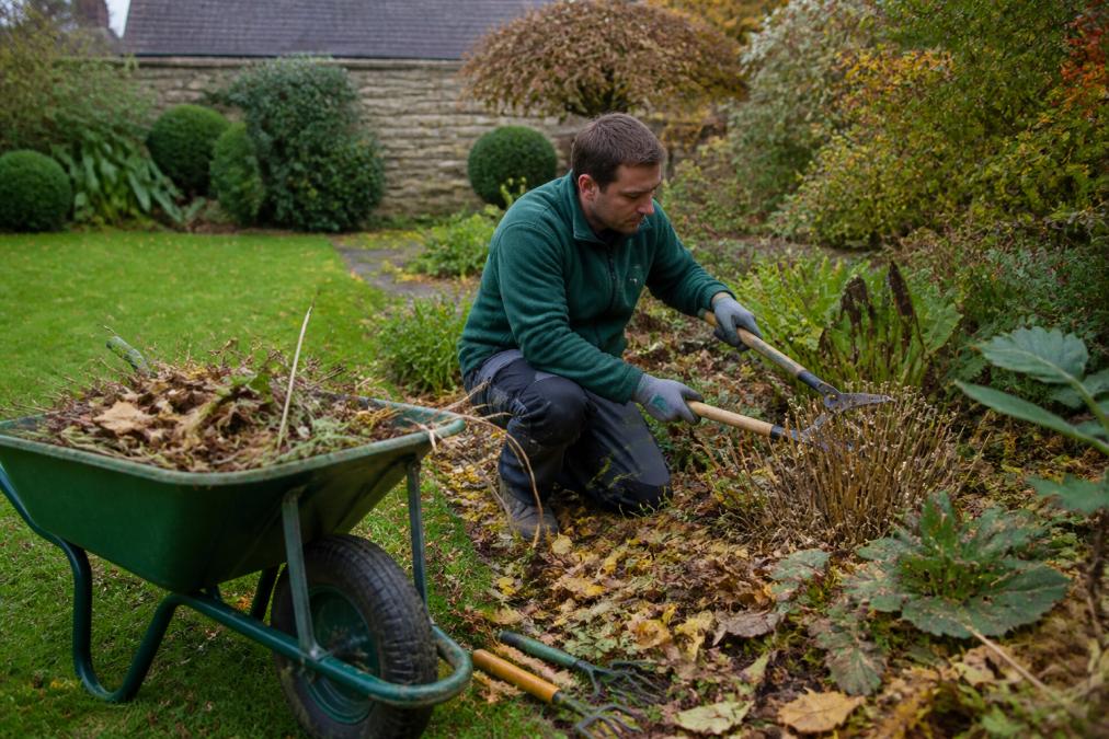 A gardener in work clothes clearing fallen leaves and cutting back shrubs in a tidy residential garden, with a wheelbarrow of green waste and hand tools visible nearby