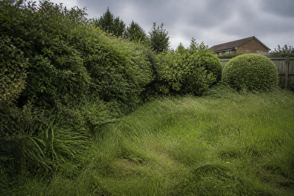 A close-up of an overgrown garden with a neglected lawn and untrimmed hedges under grey afternoon light, showing the aftermath of poor maintenance