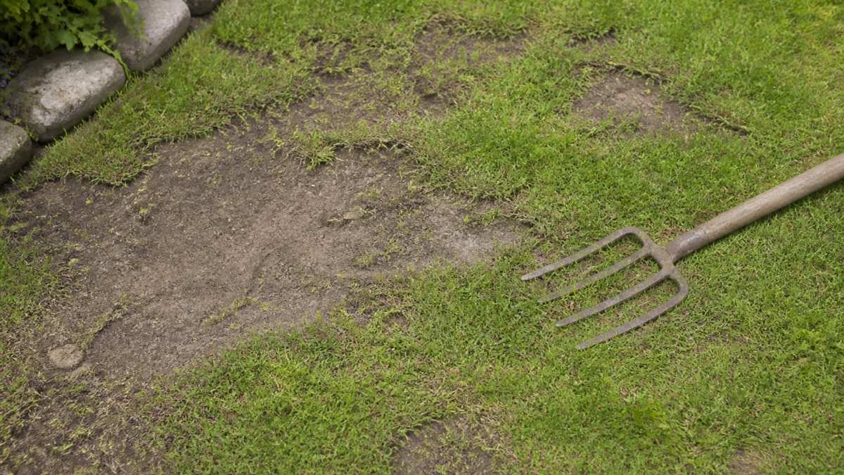 Close-up of a British garden lawn with several irregular bare patches and dry, compacted soil, with a garden fork resting on the grass nearby. Natural daylight, no people.